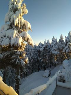 Deodar hill top homestay - 2
