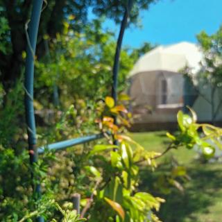 Lunaria Manziana - Sambuco - 0