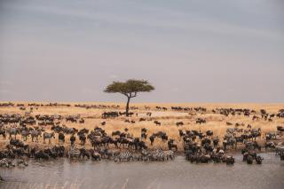 Nadjam - Nairobi - 0