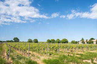 Ferienhaus im Weinberg Kallstadt - 9