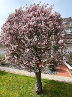 Feriengarten-Buesum-B02 - Büsum - 2
