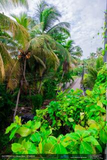 BLUE WHALES HOTEL - Hikkaduwa - 4