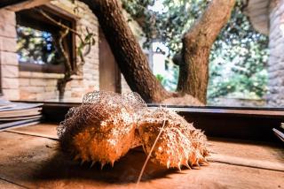 ECO Beach Houses - Pet friendly - 1