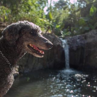 PITI Nest Self-Service Home in Rainforest Nest - Pet Friendly, Wi-fi, Monkeys, Bats! - - 8