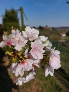 La Collina delle Acacie - Grumolo Pedemonte - 2