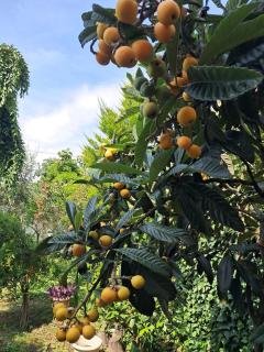 Room with a garden - 2