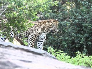 Yala - Kabiliththa Jeep Tour Camping - Kataragama - 9