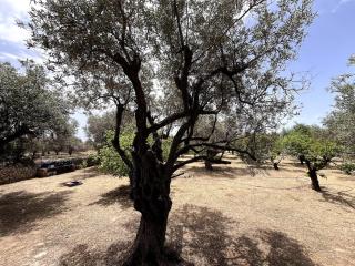 Casa Napais Earth Retreat - Archangelos (Arcangelo) - 5