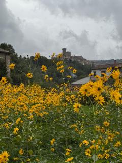 Podere San Ferdinando - Arcidosso - 3