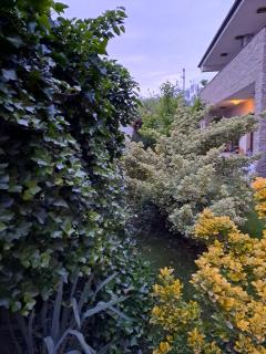 Casa verde 2 - Pantelimon - 9