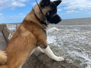 Tingdene caravan park north dene - Lowestoft - 5