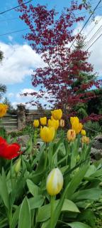 Aerport - Natura Apartment - Belgrade - 9