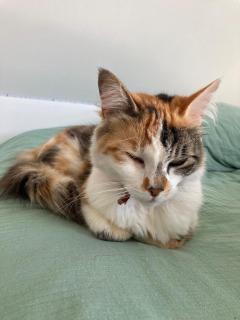 KER NALA - Jolie maison familiale pour 5 vacanciers - 8