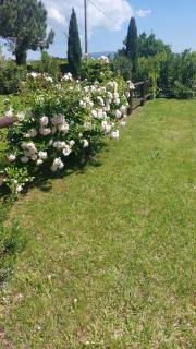 Oleandro Cottage with garden - La Cinquantina - 8