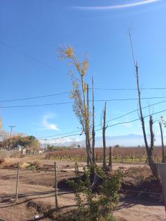 Casa Entre Viñas - Ciudad Lujan de Cuyo - 9