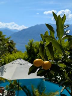 Giardino Segreto - Hidden gem - Orselina - 2