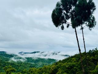 Forest 101 - Real - 6
