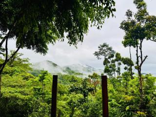 Forest 101 - Real - 7