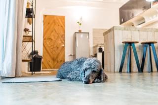 SAYA Nest Self-Service Home in Rainforest Nest with Kitchen - Pet Friendly, Monkeys, Bats! - - 0
