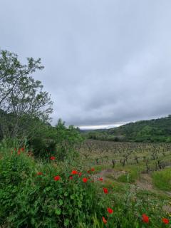 Maison de charme - Caunes-Minervois - 9