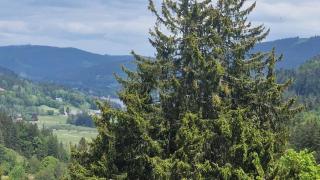 Seeblick in Feldberg - Feldberg - 4
