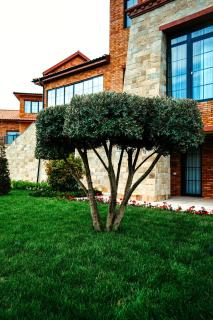 Hill Chalet Hotel Gabala - Gabala - 6