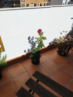 Apartamento Plumaria - Malaga - 6