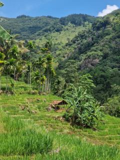 Heeloya mount view garden knuckles trekking ,Heeloya village walk - - 8