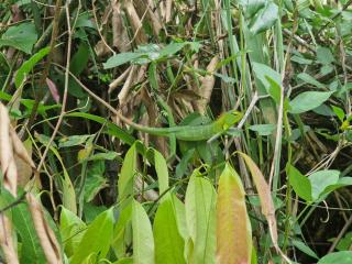 Heeloya mount view garden knuckles trekking ,Heeloya village walk - - 2