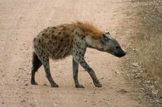 Ashridge Guesthouse & Safaris - 1