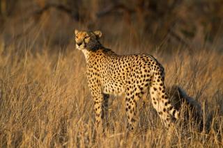 Ashridge Safari Guesthouse & Restaurant - Hazyview - 4