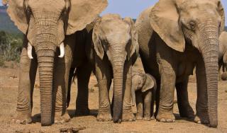 Ashridge Guesthouse & Safaris - 6