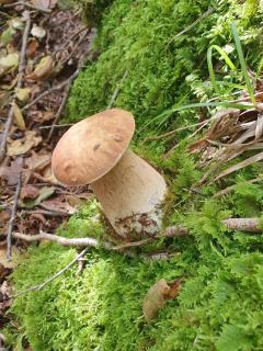 La casina rossa della fornace - 1