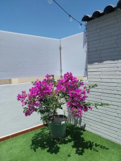 Roque`s House A - Telde - 4
