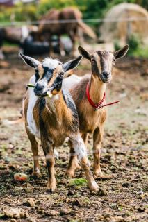 Whispering Birch Bed and Breakfast - 6