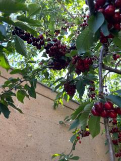 General guesthouse - 1