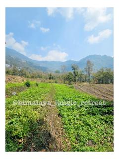 Himalaya Jungle Retreat - Singtām - 2
