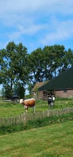 Retro caravan het Uiltje nabij het Sneekermeer - Terzool - 6