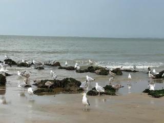 Studio in Duinbergen with Sea Views - Knokke-Heist - 1