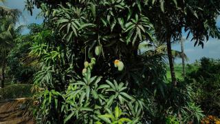Prashiv farm stay - Talala - 6