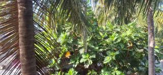 Araliya inn - Nikawatawana - 9