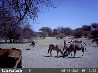 Hippo Farm Apartment - Gobabis - 4