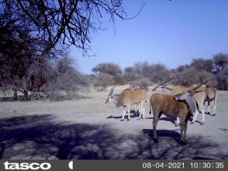 Hippo Farm Apartment - Gobabis - 5