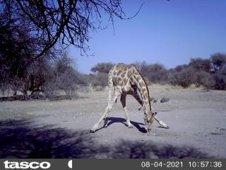 Hippo Farm Apartment - Gobabis - 6