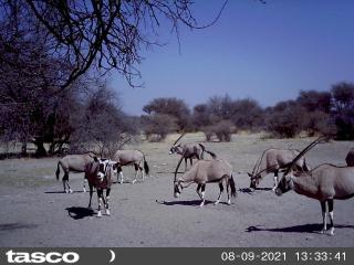Hippo Farm Apartment - Gobabis - 8