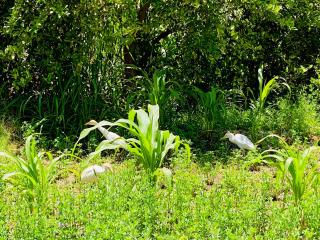 Garden view - Assuan - 3