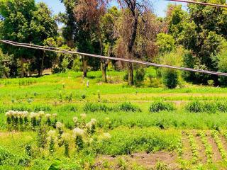 Garden view - Assuan - 1