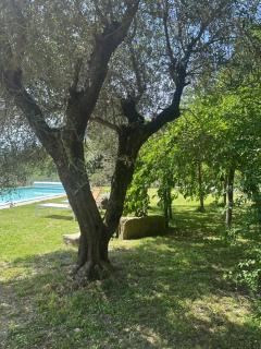 Collina di Sopra - Tresana - 7