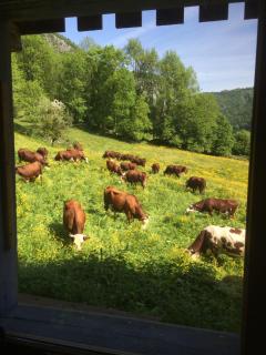 Logement individuel 3 pièces dans chalet - - 7