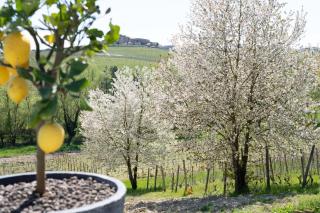 Sorriso Dei Maestri - 8